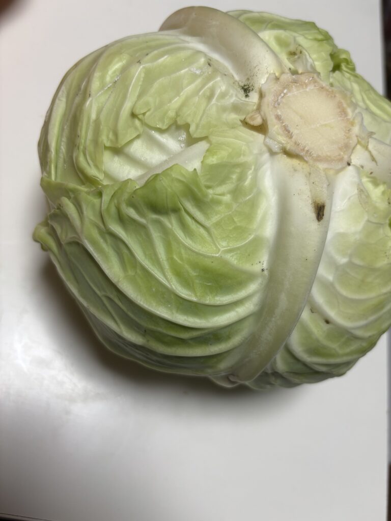コストコで販売されていたキャベツ
