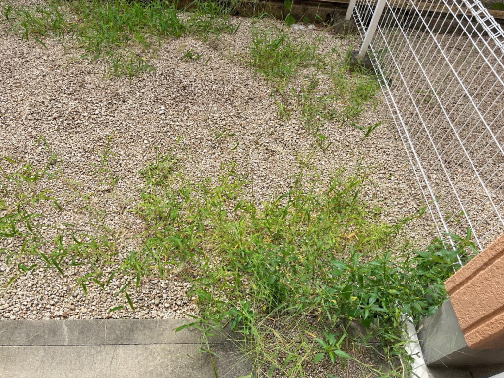 防草シートと砂利を敷いた庭に生えた雑草