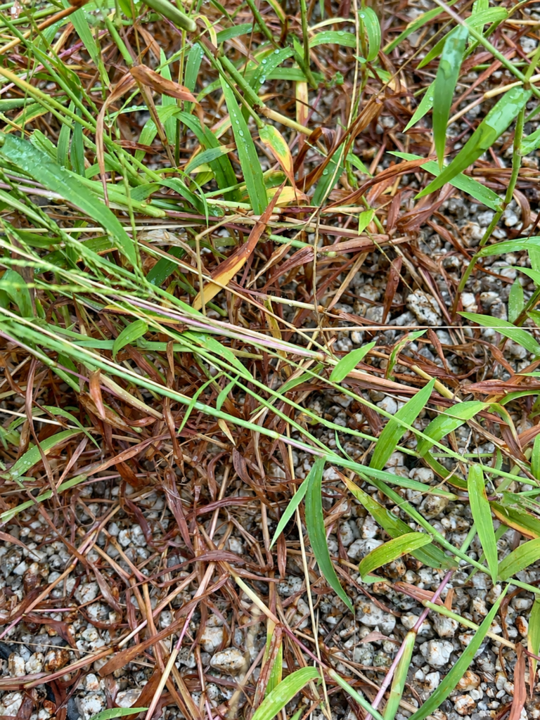 カペレン粒剤2.5散布1週間後に根元が枯れ始めた雑草